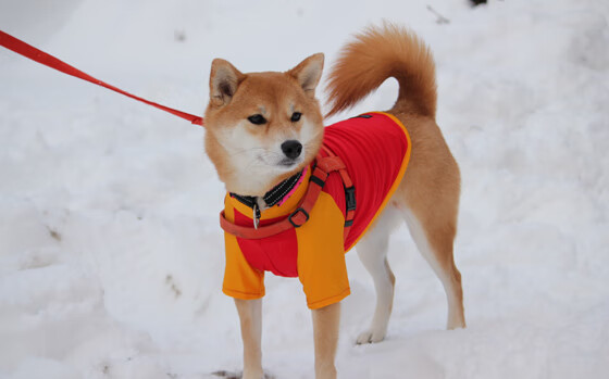 太阳生死战灼穿吉林，恩比德存在感诠释何为统治力